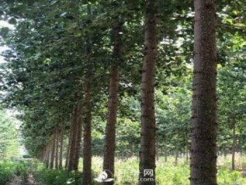 河南周口：培育出不飞絮的杨树新品种