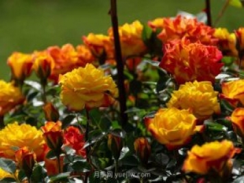 安阳市滑县森林公园月季花开放，赏花打卡正当时