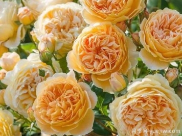 大花香水月季的养护方法，分享10种花香飘满屋