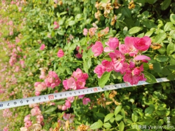 安吉拉月季盆栽苗，60厘米高基地发货