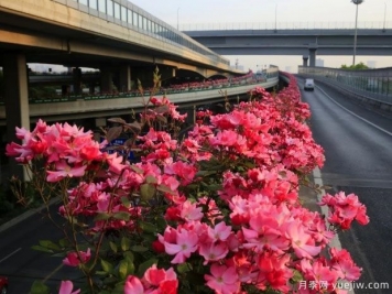 30万株新品种，杭州高架月季会带来什么样的惊喜？