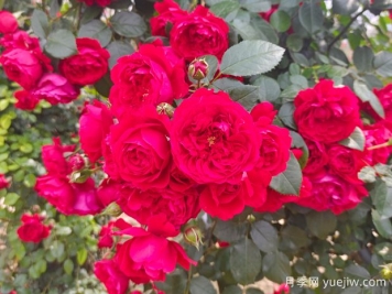 6款红色系的藤本月季品种，适合打造网红花墙