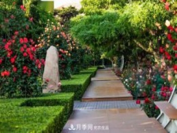 秦皇岛适合养月季花，市花和市树是什么